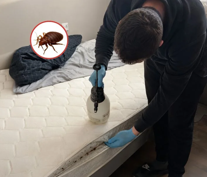 Technicien traitant un matelas contre les punaises de lit à Château-Landon